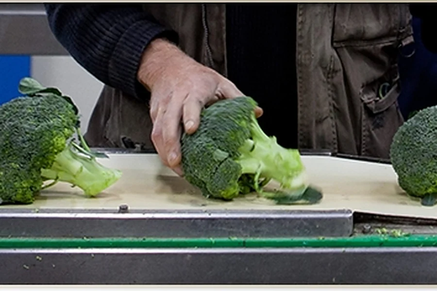 Broccoli sorteren op de verwerkingslijn