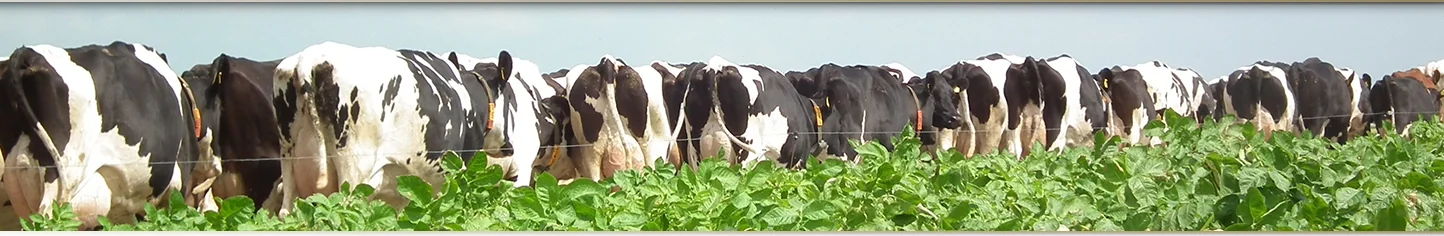 Melkkoeien van Firma Goodijk eten aan het voerhek
