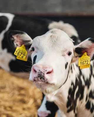 Bildts Beef koeien in de wei